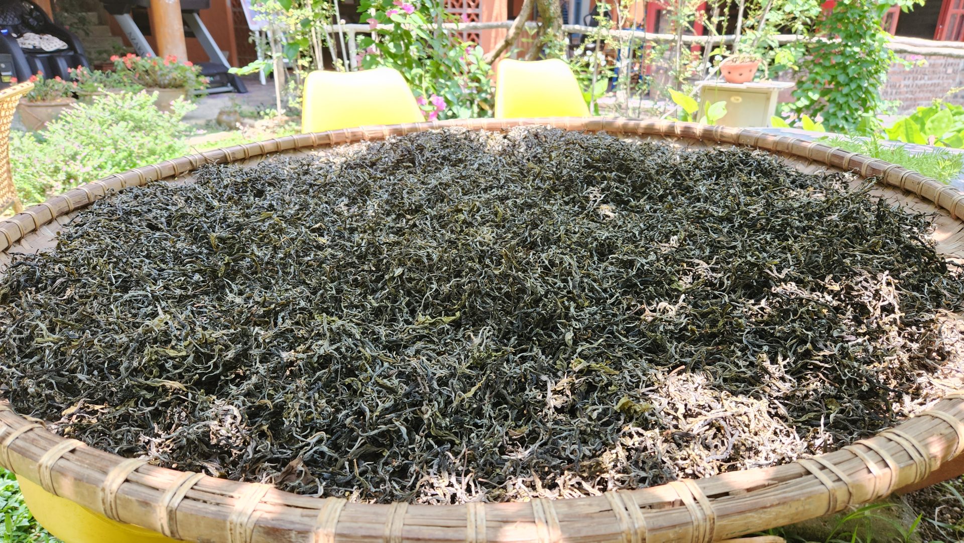 Trà Phổ Nhĩ Lạc Việt Hình Rồng 1500gr 2023 - TRÀ CỤ THÀNH